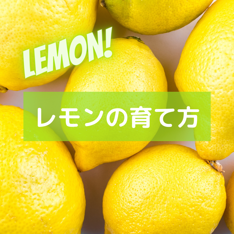 レモンの育て方 Blog Garden